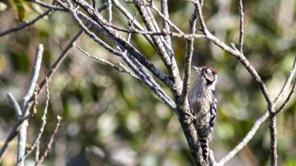 Lesser Spotted Woodpecker
