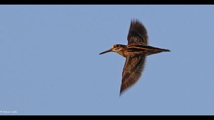 Jack Snipe