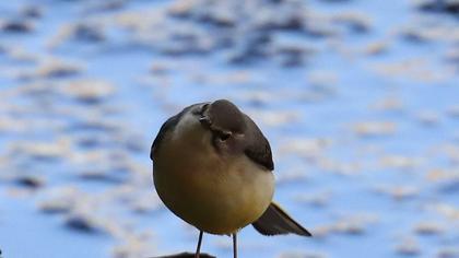 Grey Wagtail