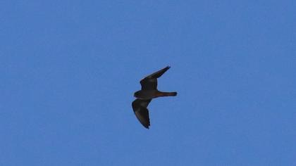 Red-footed Falcon