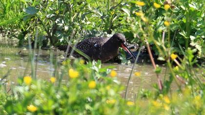 Spotted Redshank