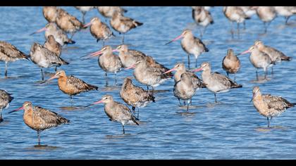 Black-tailed Godwit