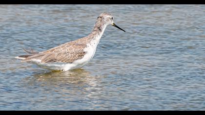 Marsh Sandpiper