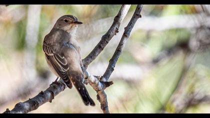 Spotted Flycatcher
