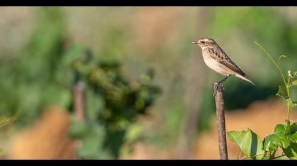 Whinchat