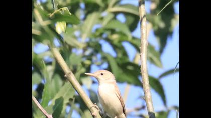 Eastern Olivaceous Warbler