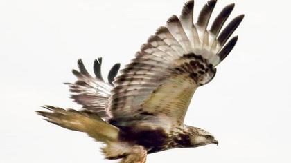 Rough-legged Buzzard