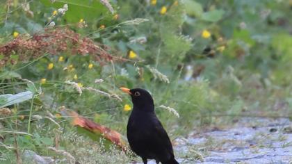 Common Blackbird