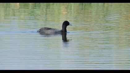 Eurasian Coot