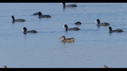 Northern Shoveler