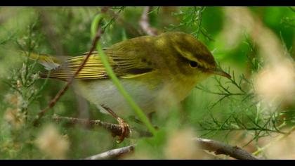 Wood Warbler