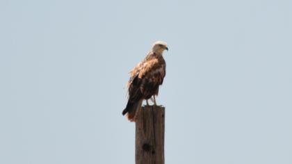 Long-legged Buzzard