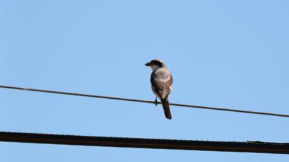 Lesser Grey Shrike