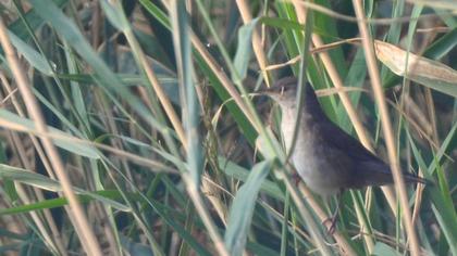 Savi`s Warbler