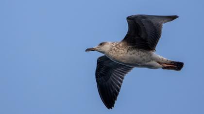 Lesser Black-backed Gull