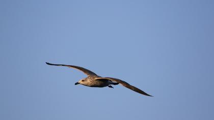 Lesser Black-backed Gull