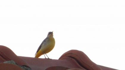 Grey Wagtail