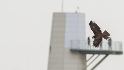 Western Marsh Harrier