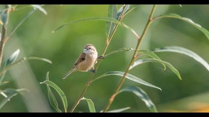 Eurasian Penduline Tit