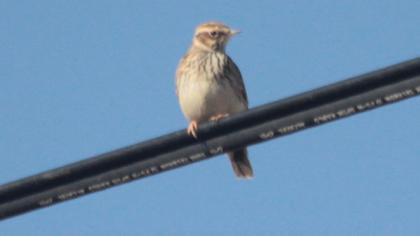 Woodlark