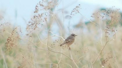 European Stonechat