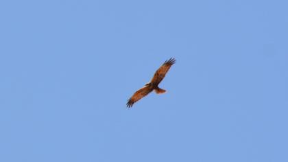 Western Marsh Harrier