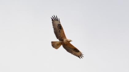 Long-legged Buzzard