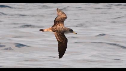 Scopoli`s Shearwater