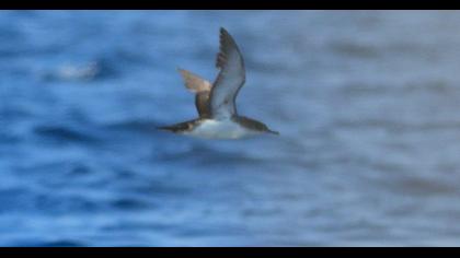 Yelkouan Shearwater