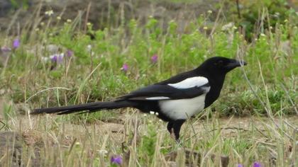 Eurasian Magpie