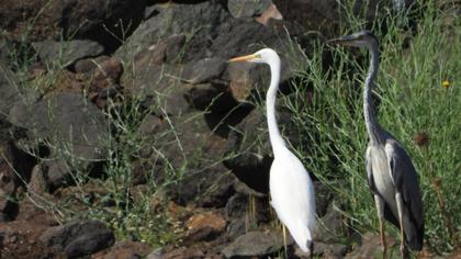 Great Egret
