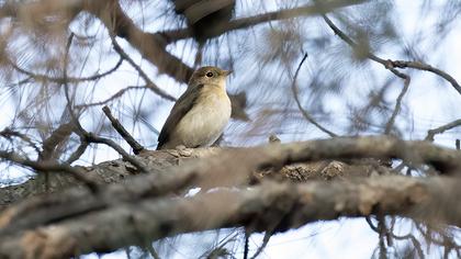 Red-breasted Flycatcher