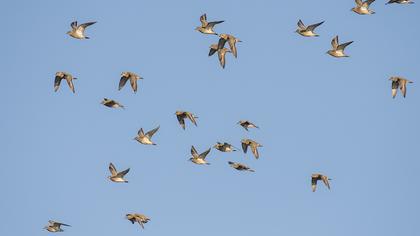 European Golden Plover