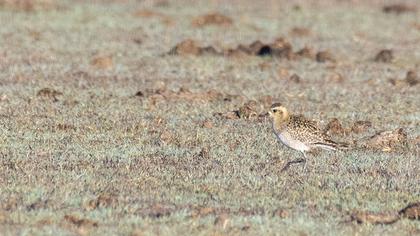 Pacific Golden Plover