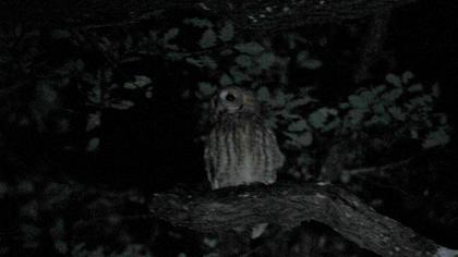 Tawny Owl