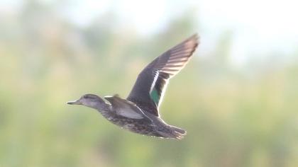Eurasian Teal
