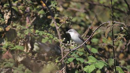 Lesser Whitethroat