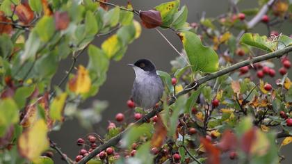 Sardinian Warbler