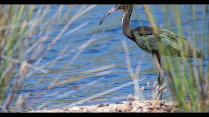 Glossy Ibis