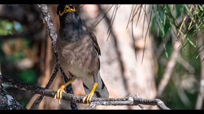 Common Myna