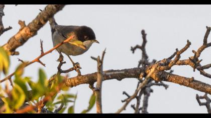 Sardinian Warbler