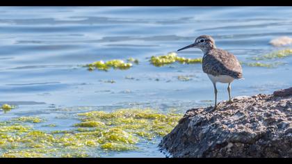 Common Sandpiper
