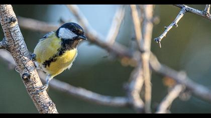 Great Tit