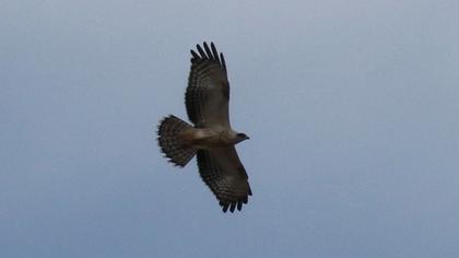 European Honey Buzzard
