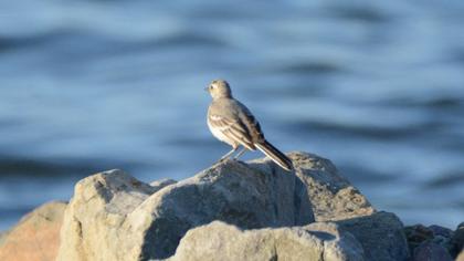 White Wagtail
