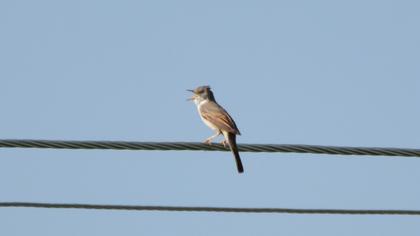 Common Whitethroat