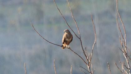 Common Buzzard