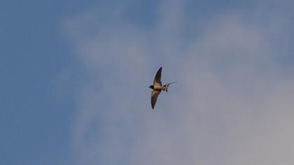 Barn Swallow