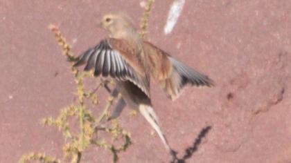 Common Linnet