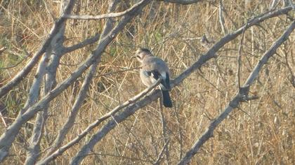 Eurasian Jay